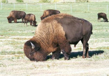 Buffalo Herd